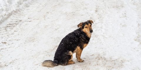 Lost or impounded dogs