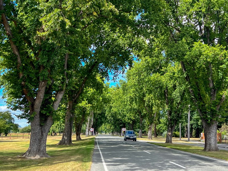 Fairlie Peace Trees