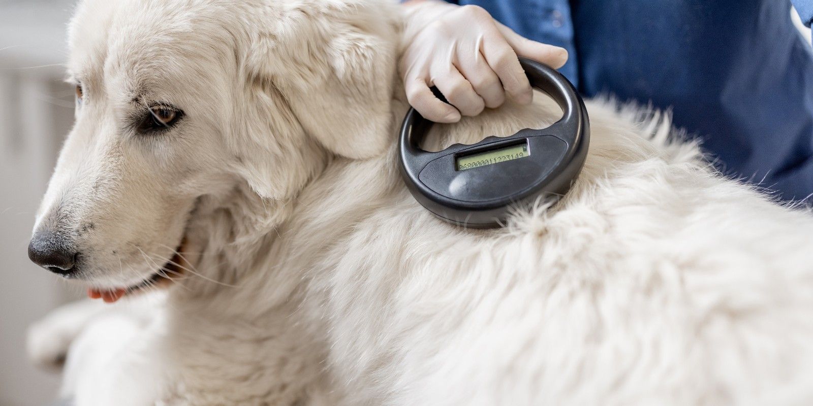 Microchipping your dog banner image