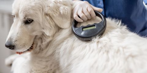 Microchipping your dog
