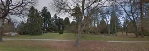 Douglas Fir trees in McLean Park - Statement from Council