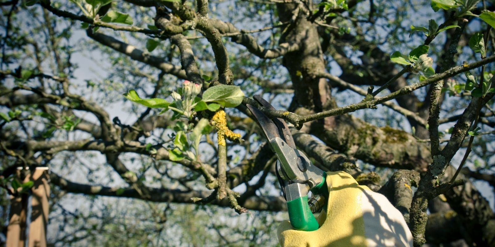 Notice of tree works banner image