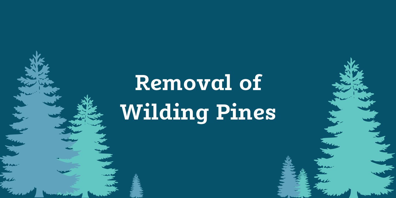 Removal of Wilding Pines banner image