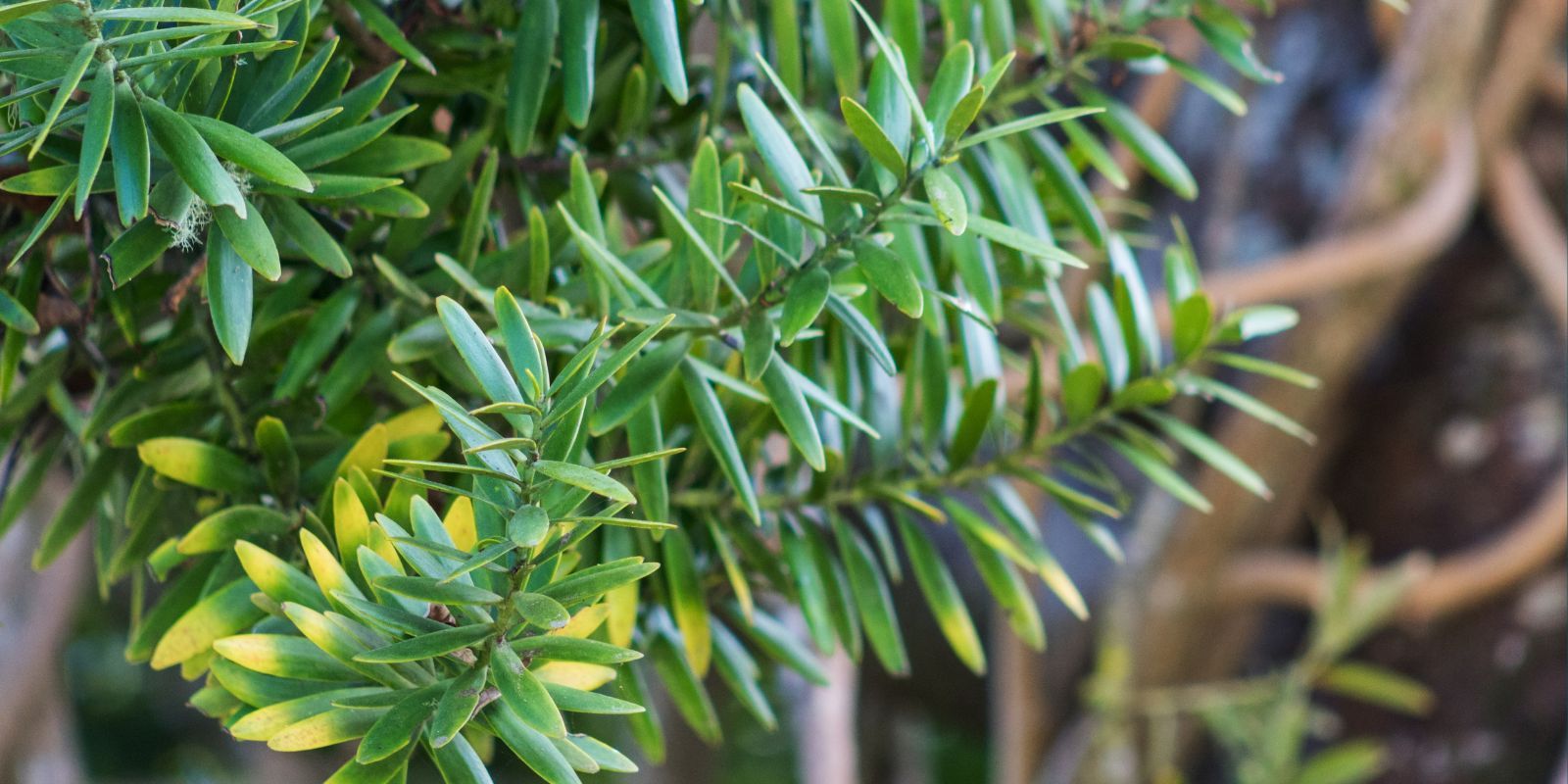 Totara tree leaves banner image