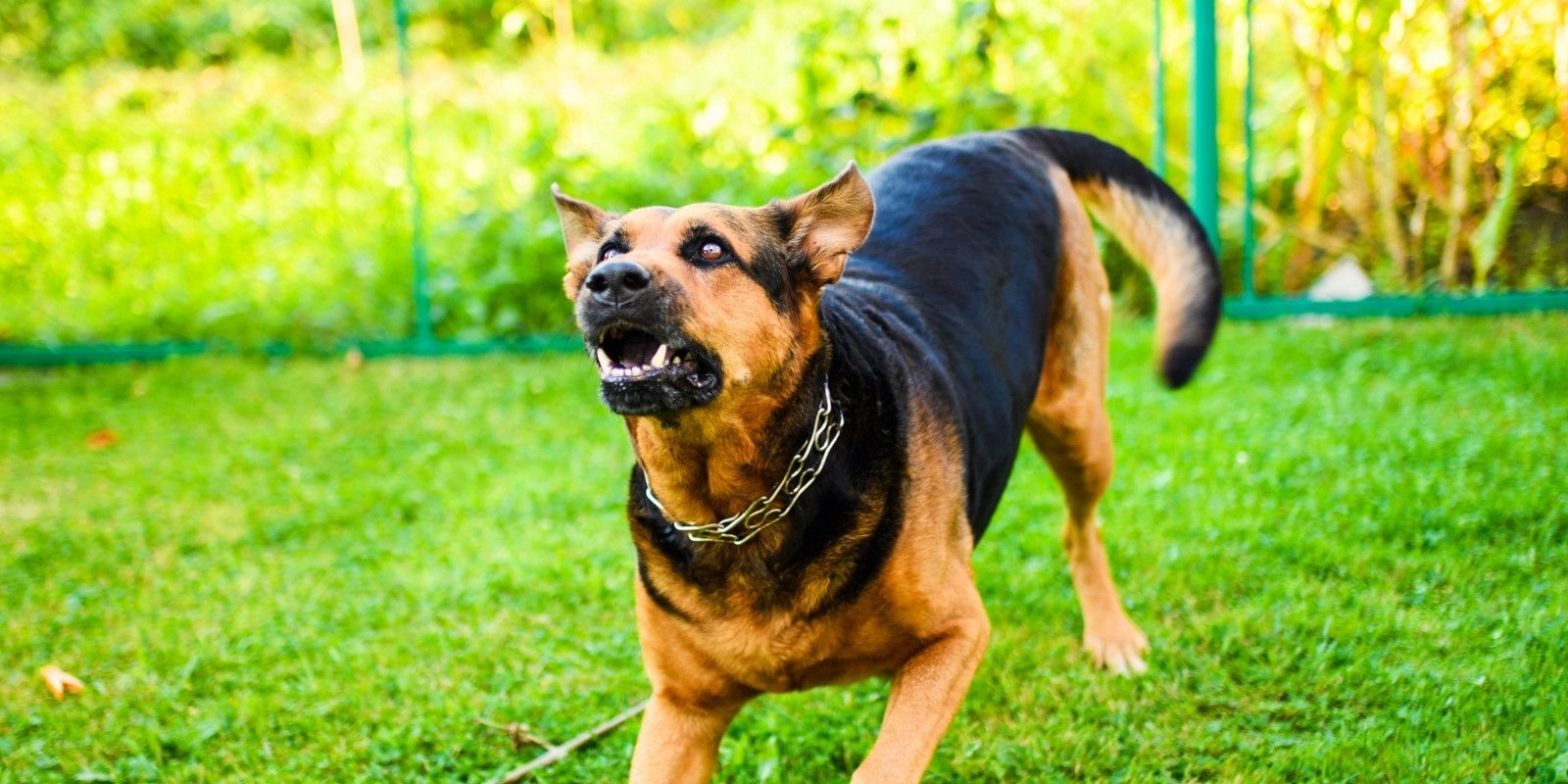 Report a dog attack banner image