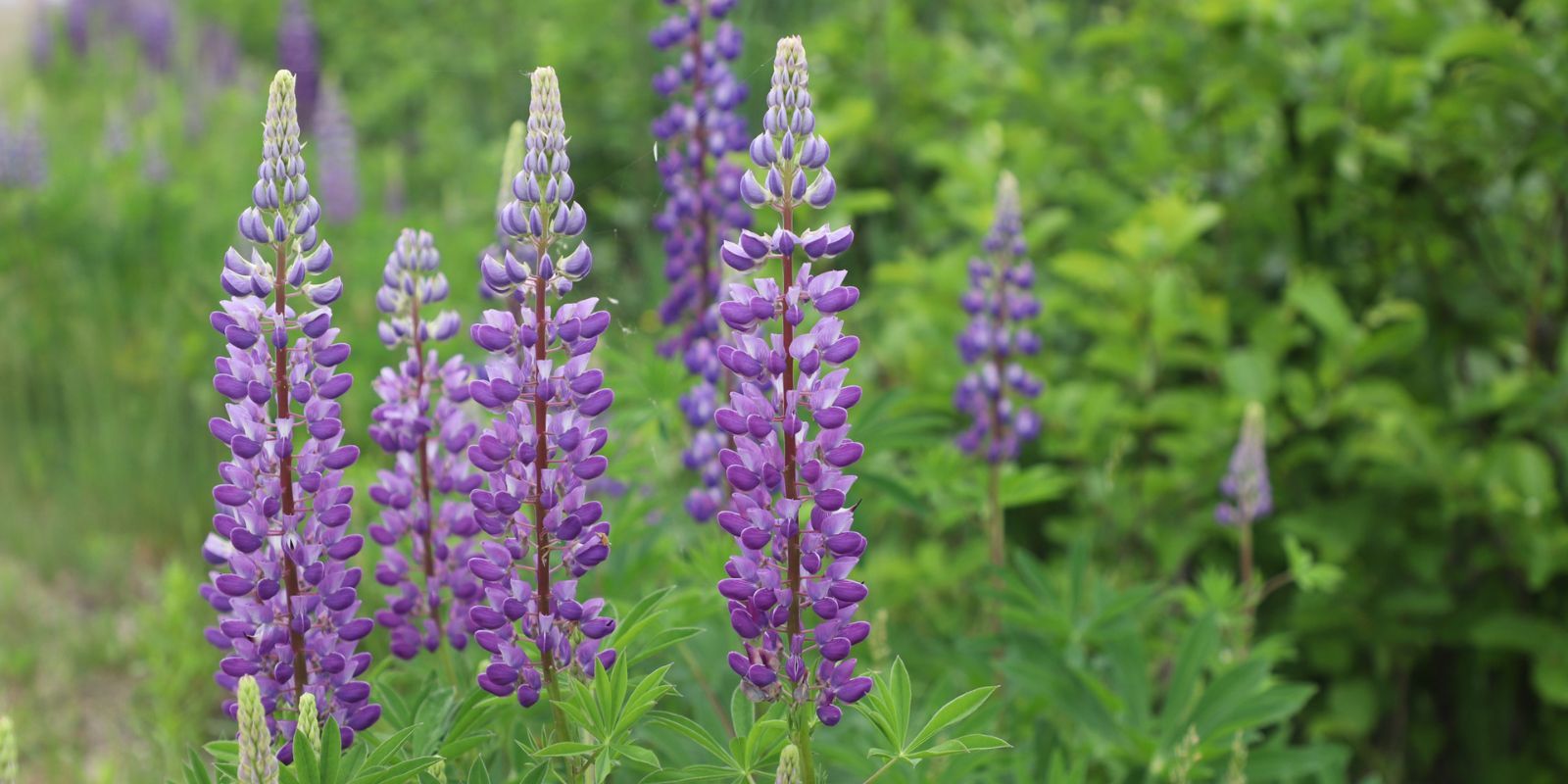 Roadside Lupins banner image