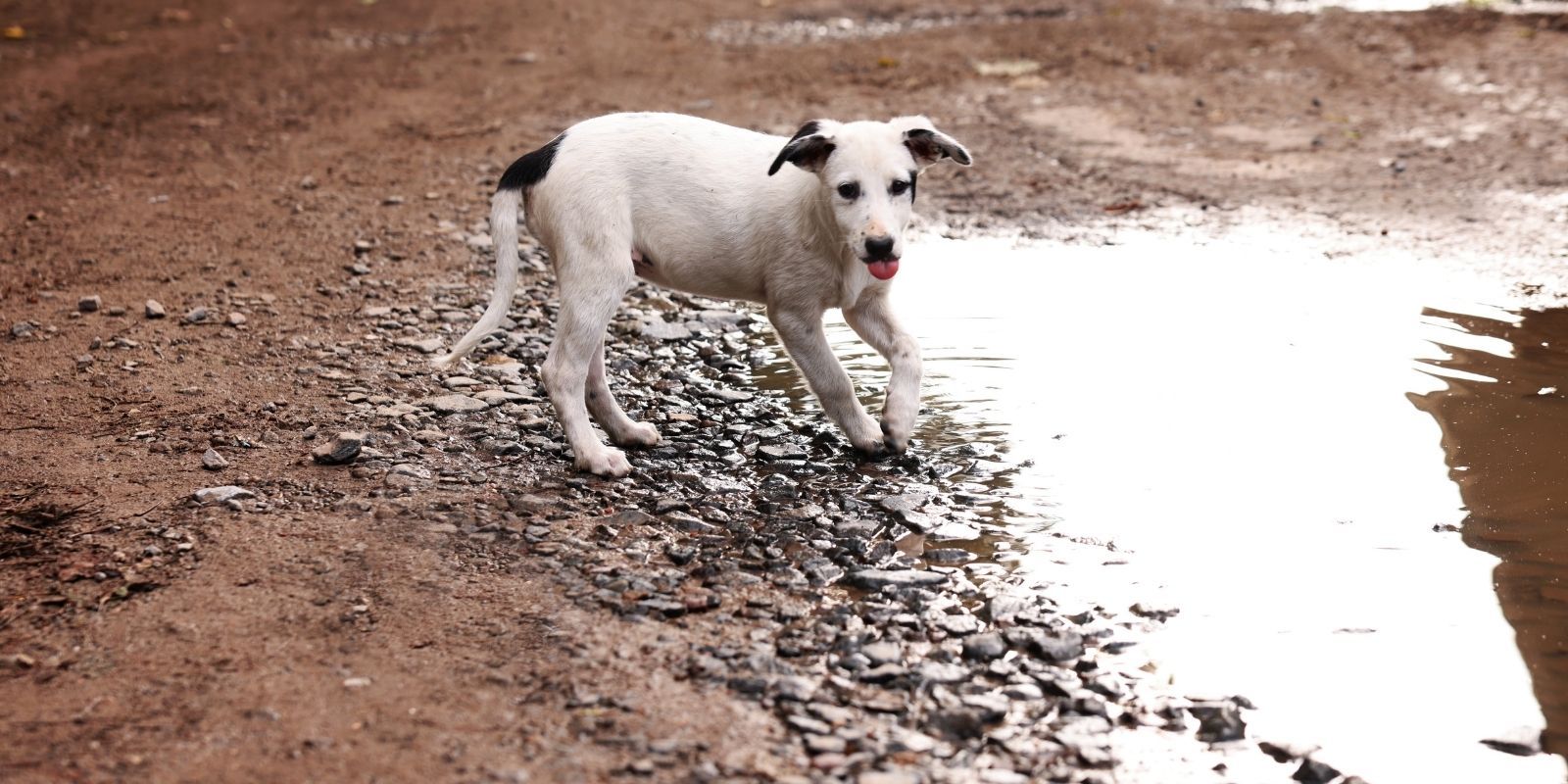 Report a roaming dog  banner image