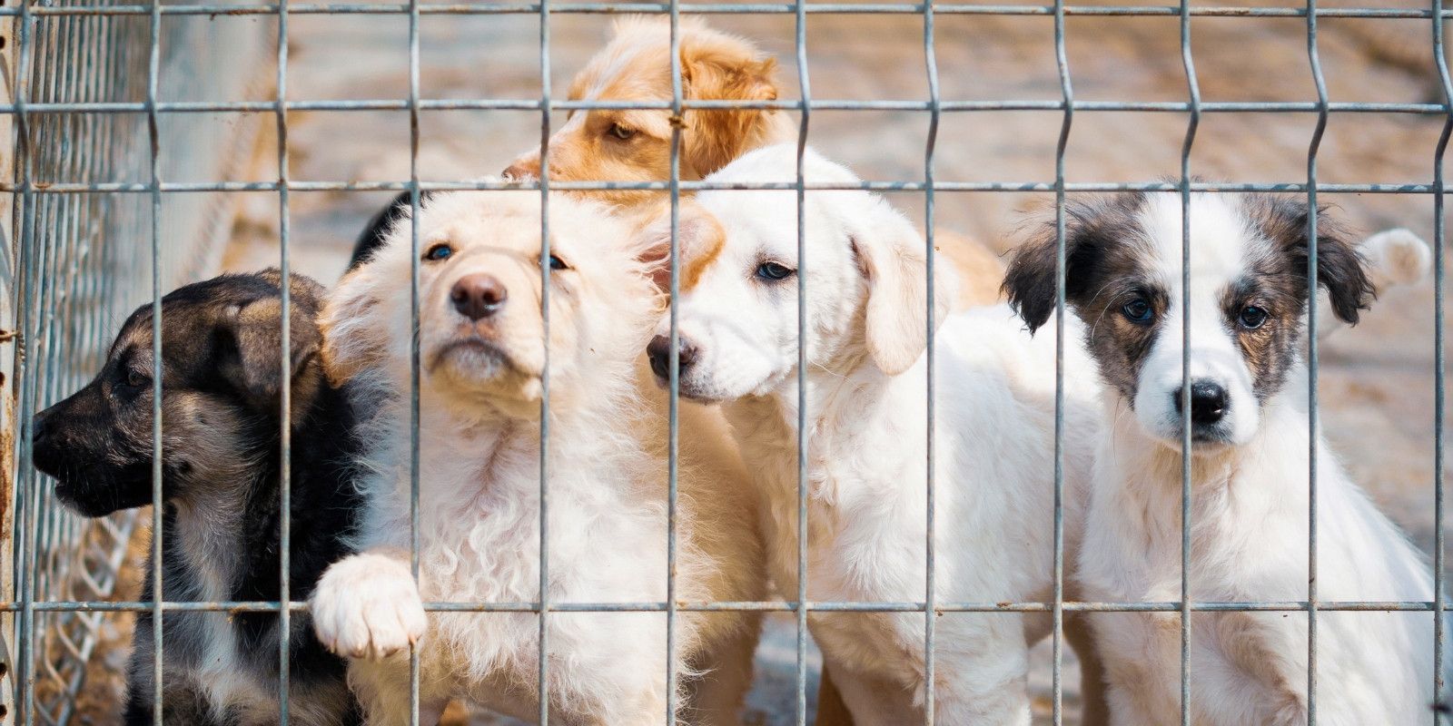 Pay an animal infringement banner image