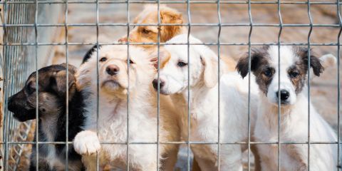 Pay an animal infringement