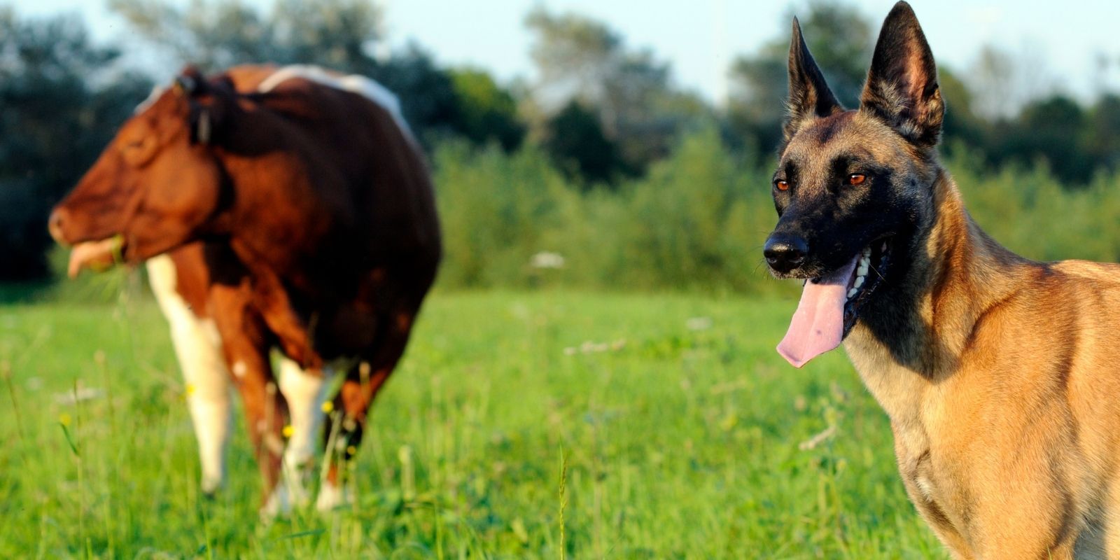 Report an animal related issue  banner image