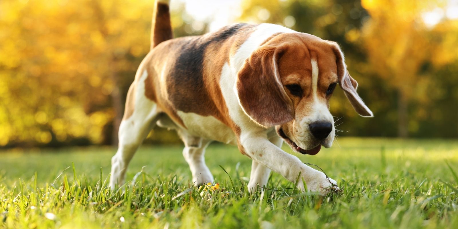 Guide for dog owners banner image