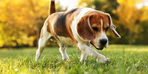 Guide for dog owners