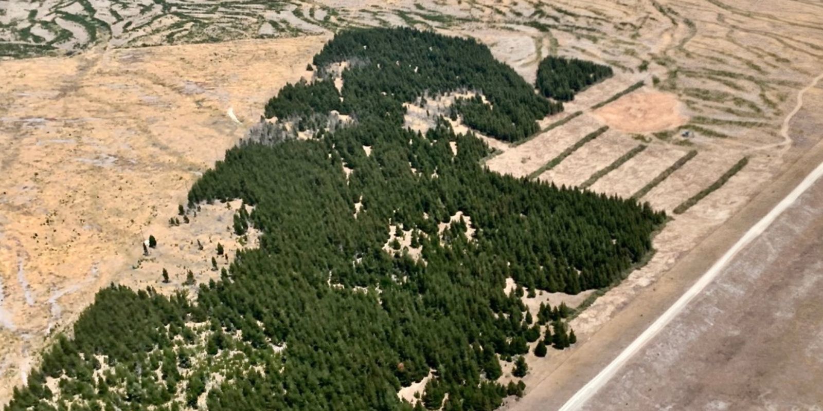 2024-01 Twizel Wilding Pines overhead banner image