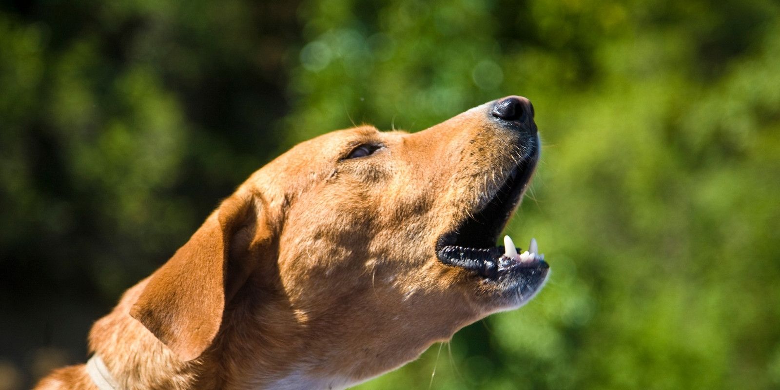 Report excessive barking  banner image