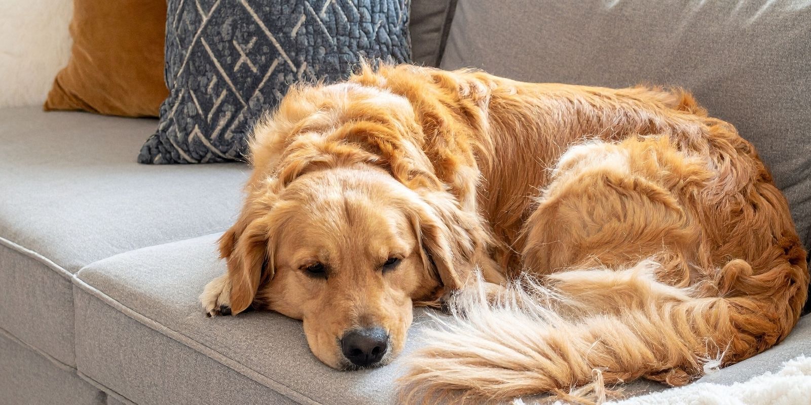 Owning a Dog banner image