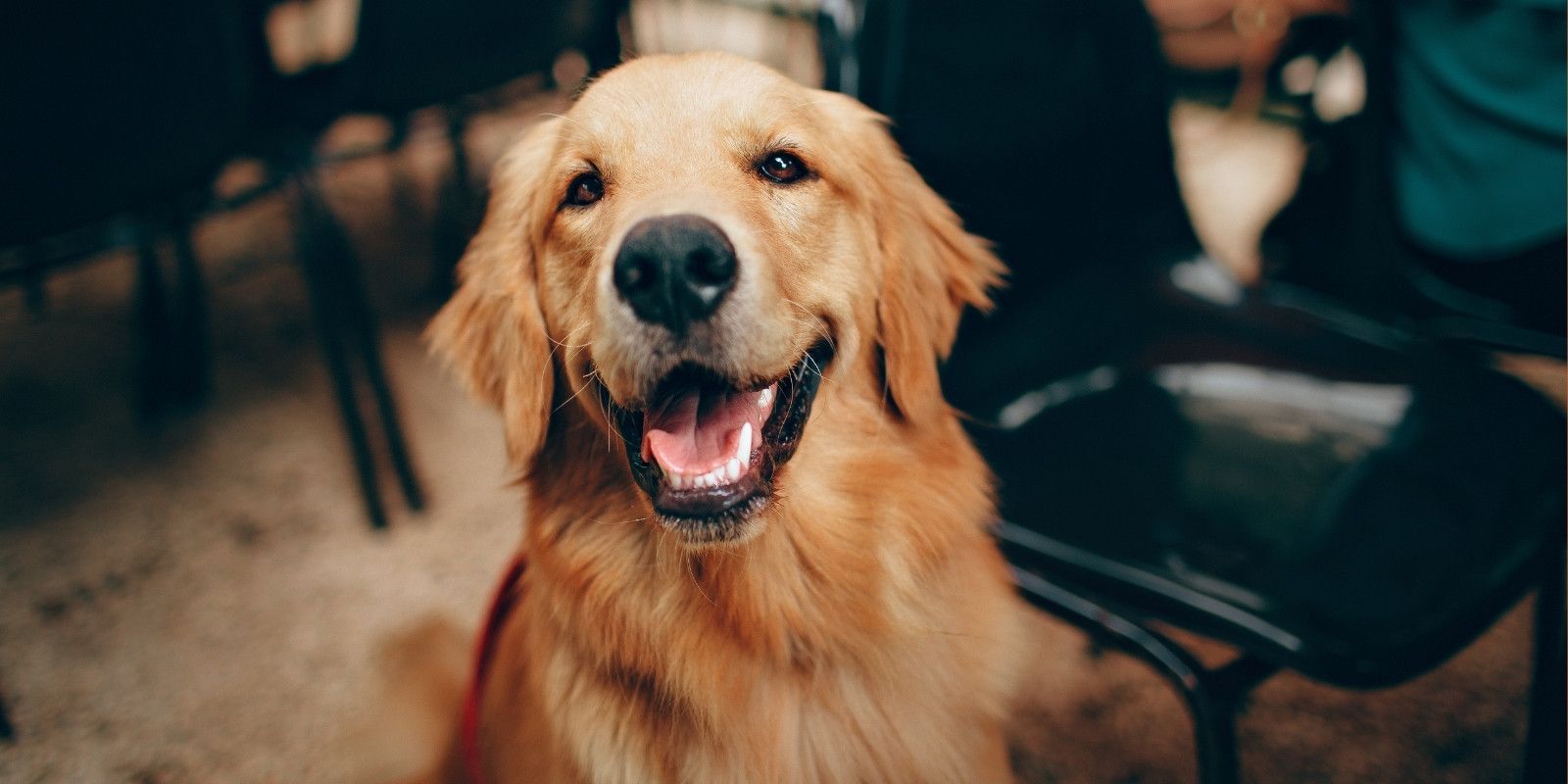 Registering your dog banner image