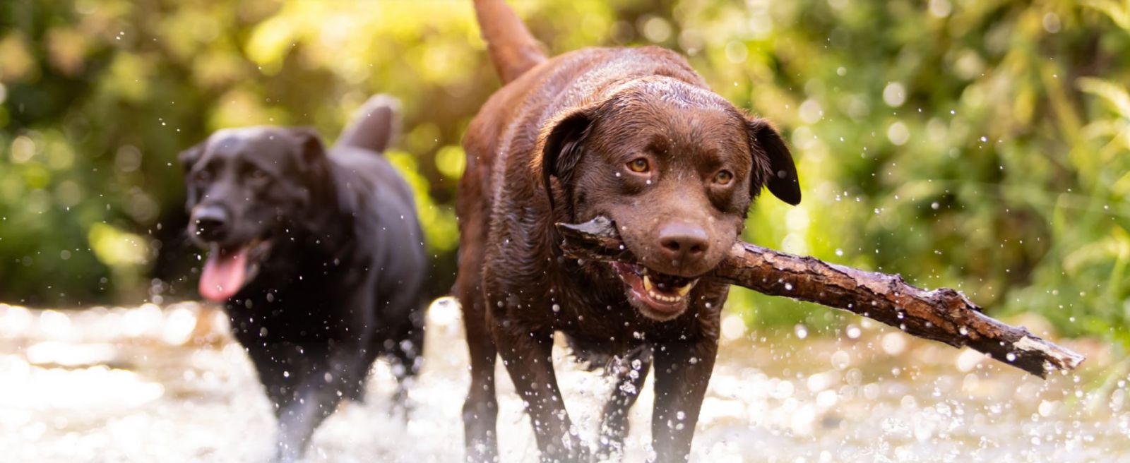 Dogs in Water - ECan banner image