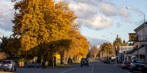 Peace Avenue trees get a haircut