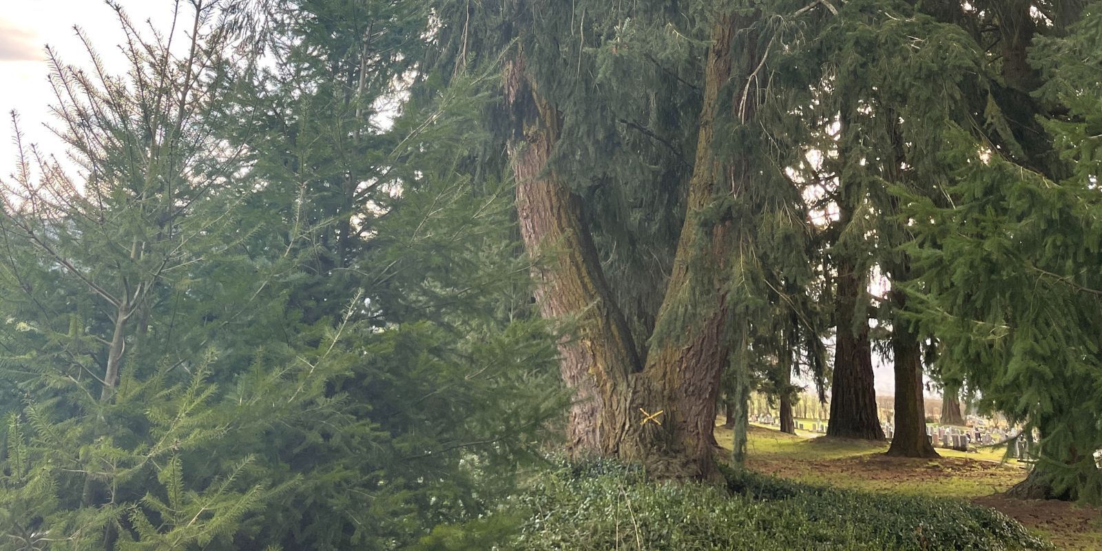 Fairlie Cemetery tree management banner image