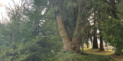 Fairlie Cemetery tree management