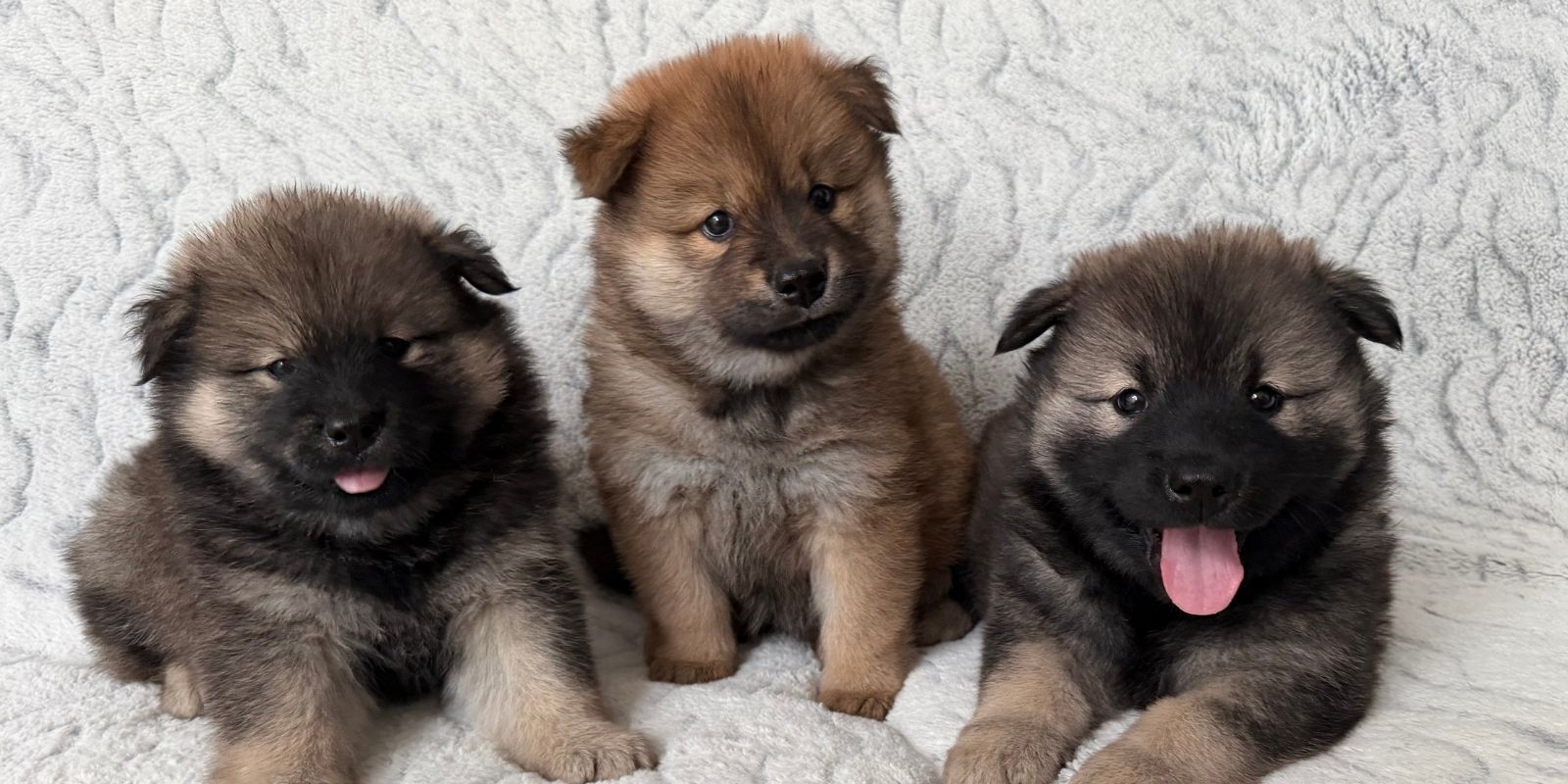 Responsible dog owner status  banner image