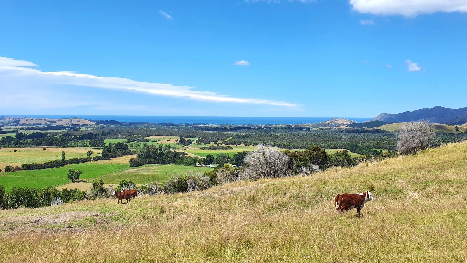 Kaikoura Cattle In Paddock banner image