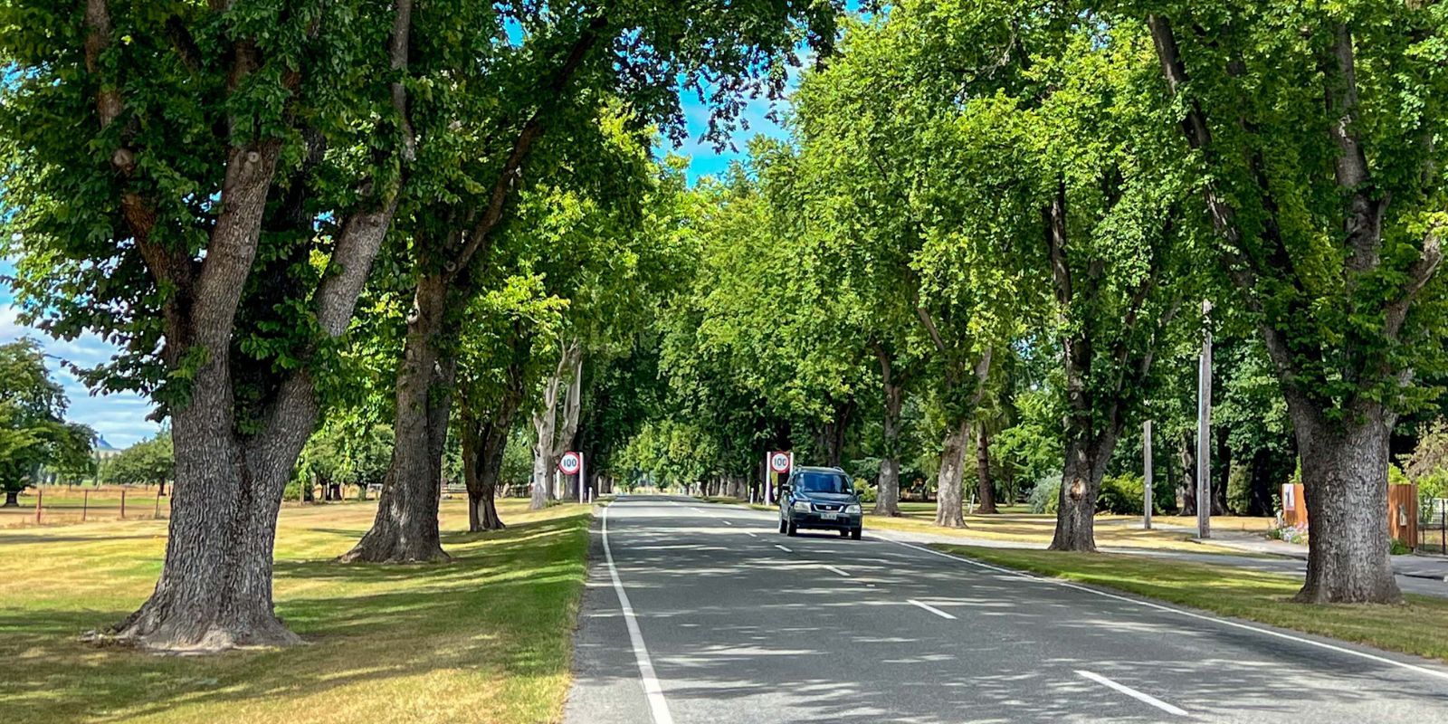 Fairlie Peace Trees banner banner image