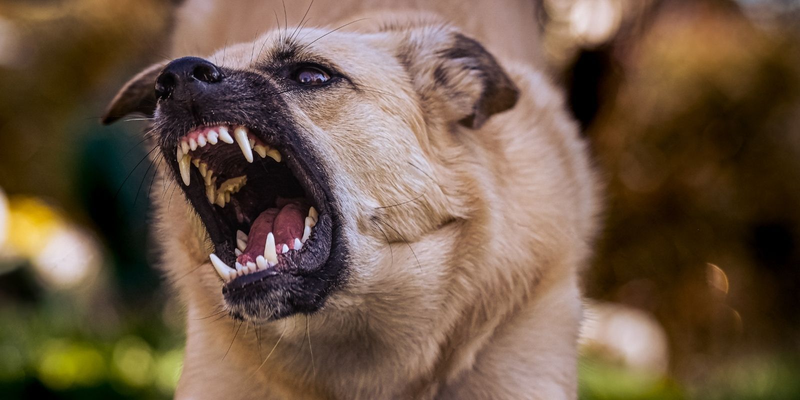 Report an aggressive dog banner image